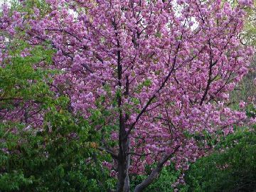 玉淵潭公園游玩攻略櫻花節(jié)時(shí)間是幾月