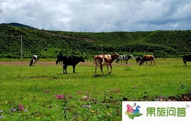 香格里拉大草原-昆明國旅告訴您，云南旅游怎樣管住自己的錢包