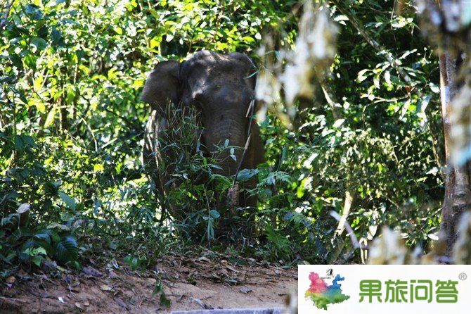 西雙版納野象谷景區(qū) 我看到了真正的野象