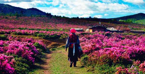 這個季節(jié)是香格里拉花季，現(xiàn)在去云南旅游安全嗎？云南旅游十一旺季去云南旅游安全了嗎？